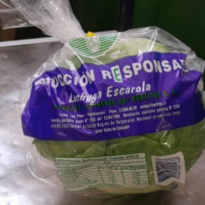 Lechuga escarola Hortitec